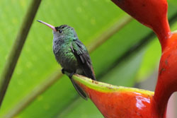 Doorweekte kolibri